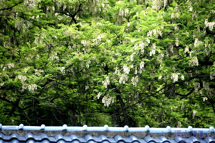 槐花飘香