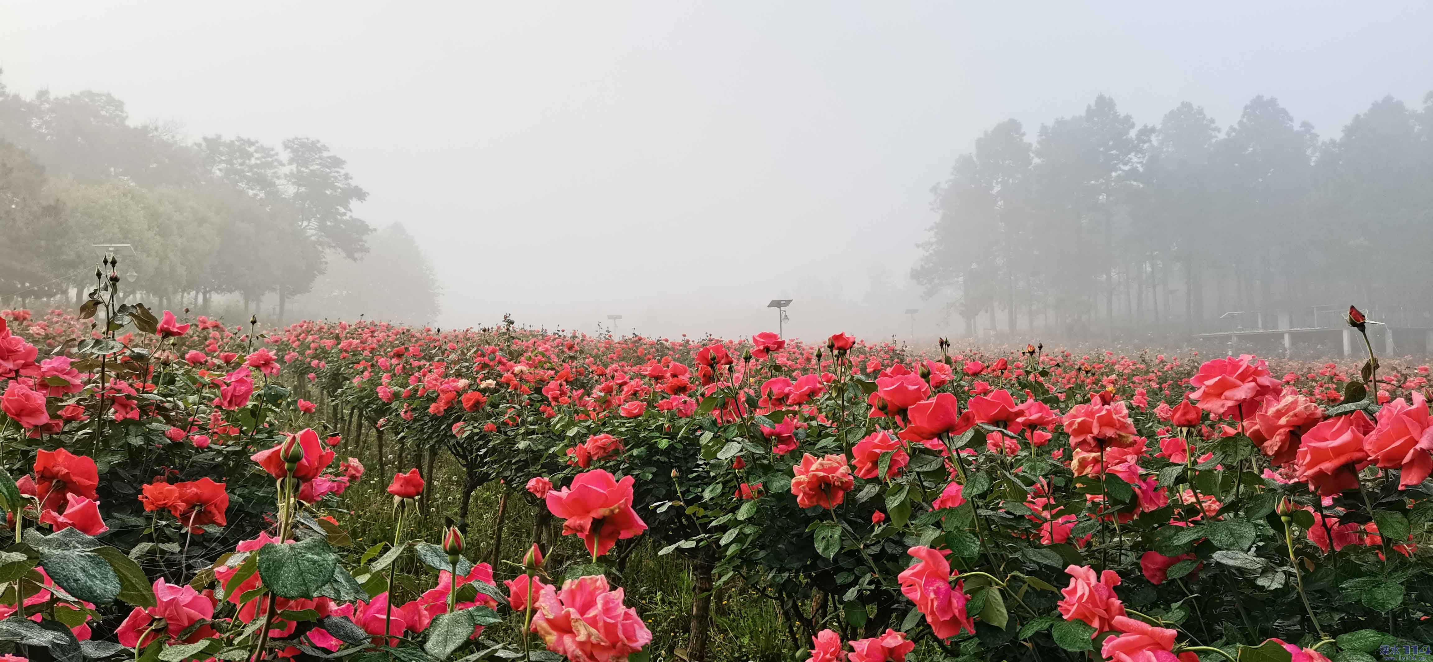 玫瑰花园风景图片素材-编号36688796-图行天下