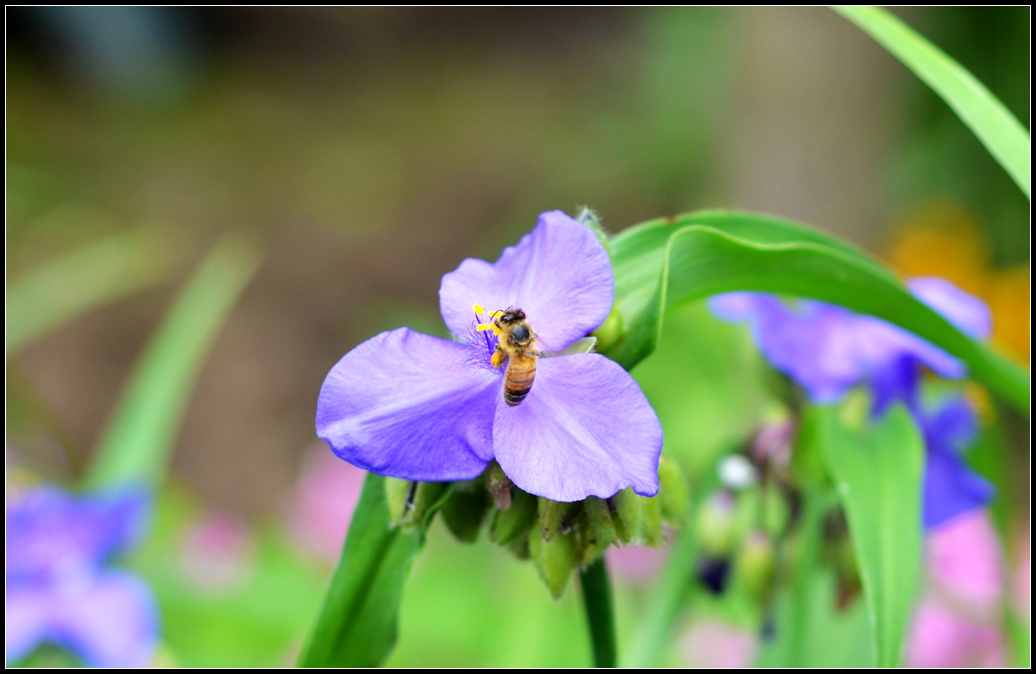 生态微距路边花儿香10