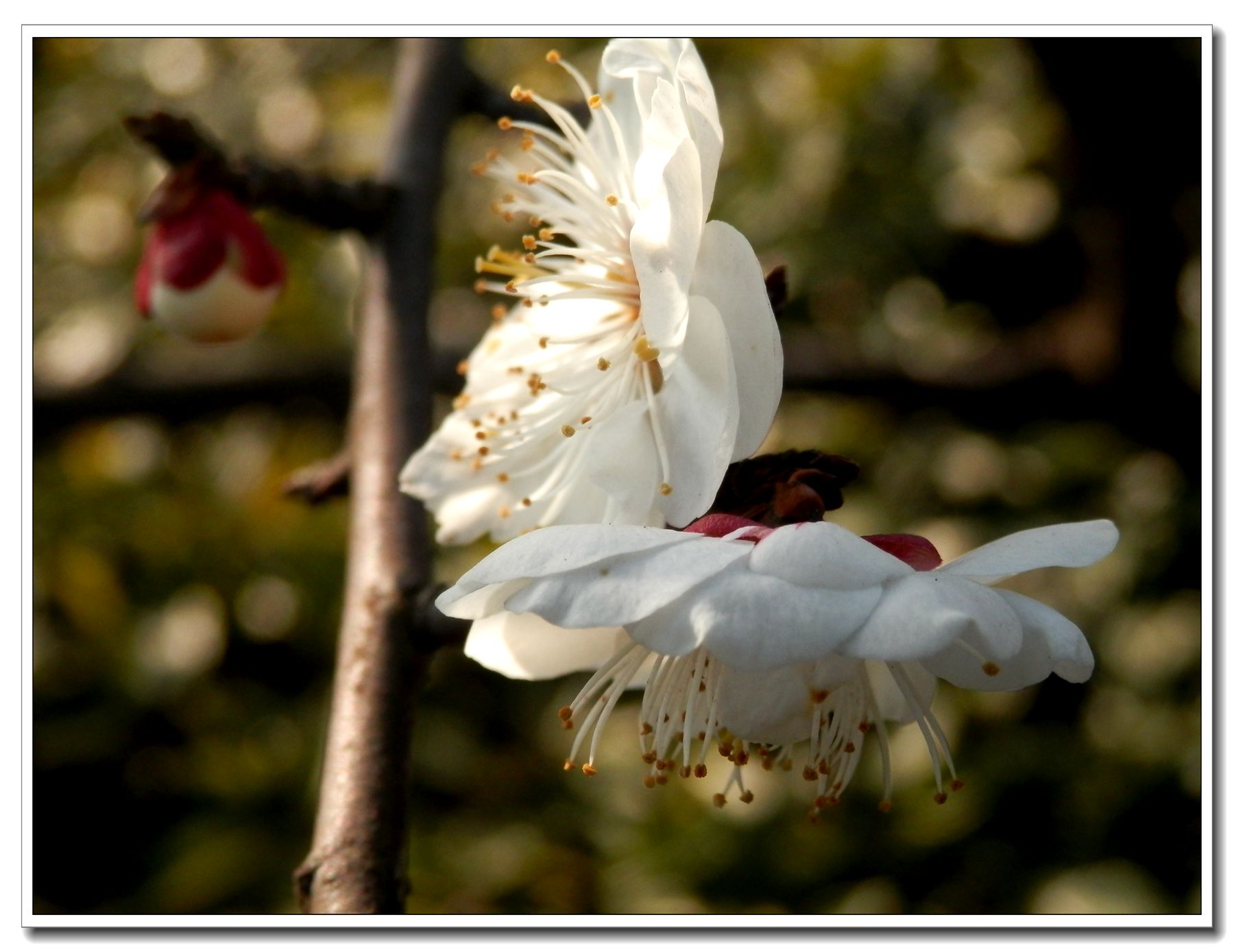 近摄梅花-16