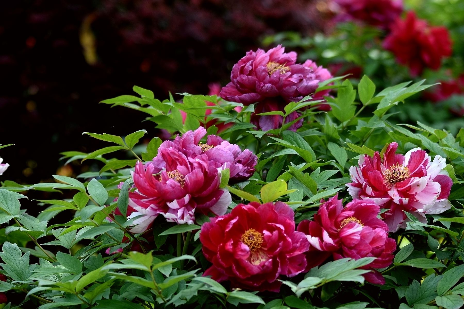 春日随拍富贵牡丹45