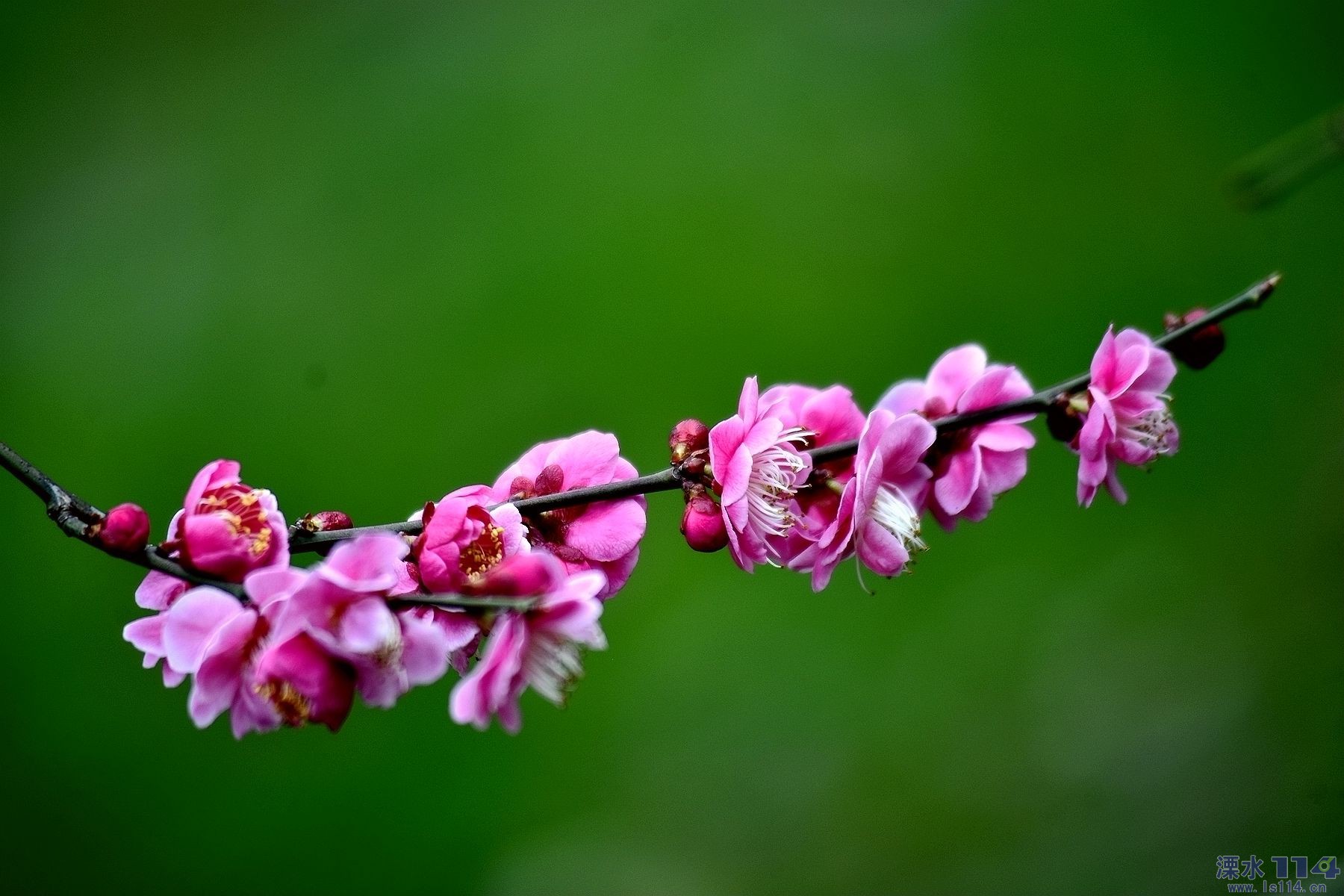 梅花喜开迎春来12