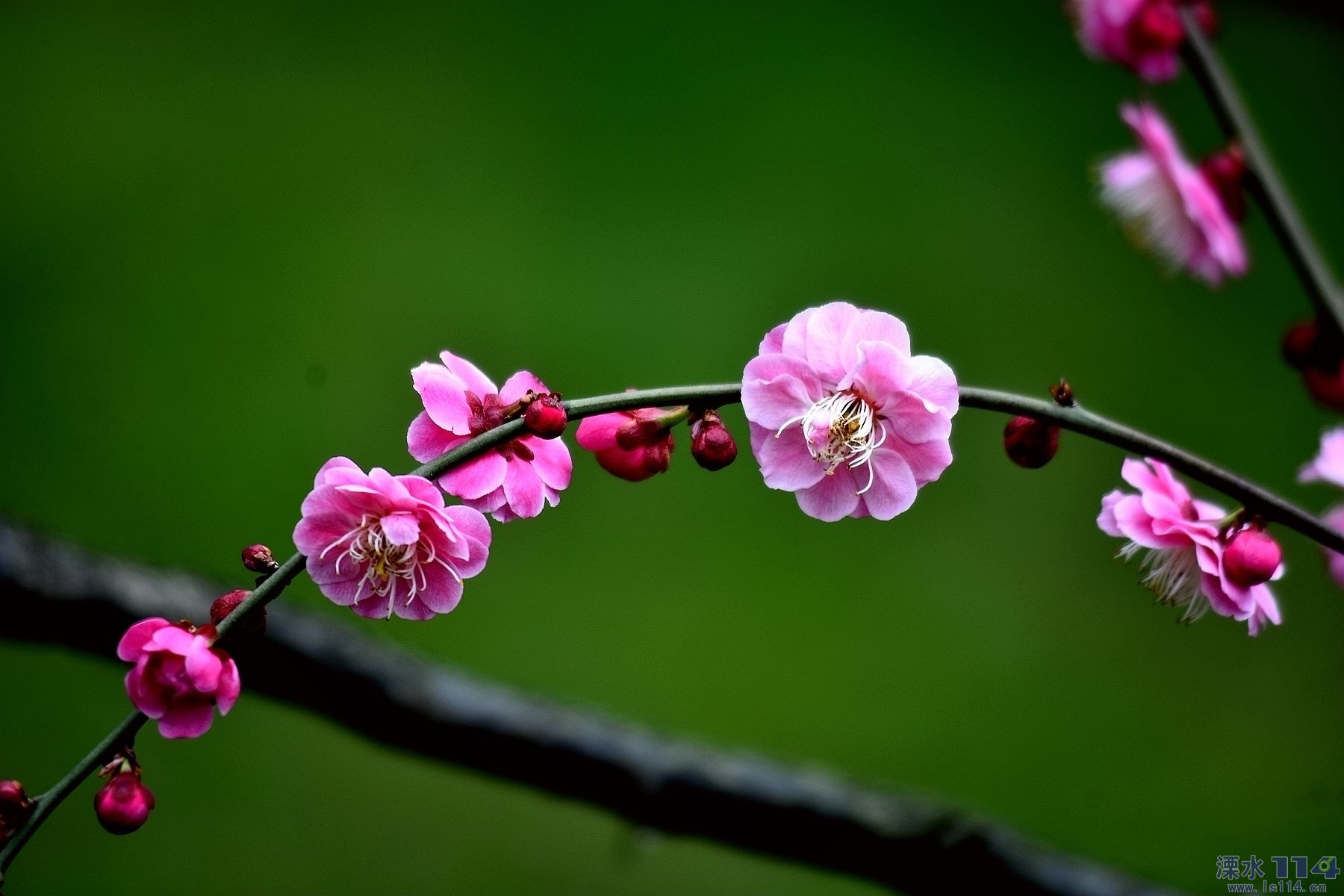 梅花喜开迎春来12